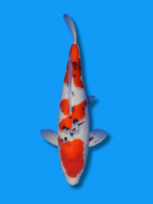 Sanke  | Koi&Co. Jörg Hagenow